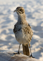 Closeup of Galapagos Mockingbird, Galápagos Islands.