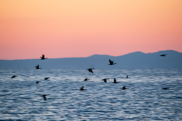 Obraz premium silhouette of cormorants flying over the seascape