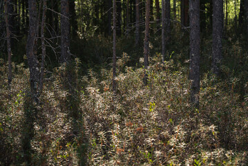 Obraz premium Rhododendron tomentosum and pine trees