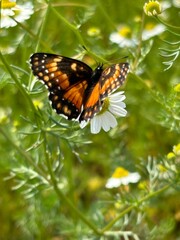 Obraz premium Butterfly resting in a chamomile field
