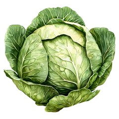 Fototapeta premium Fresh Green Cabbage with Detailed Leaf Texture and Layers