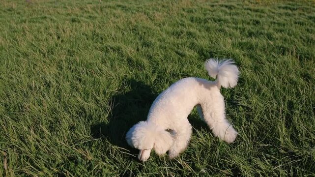 Poodle Standing on a Grassy Field &ndash; Elegant and Playful Dog with Curly Fur, Bright Eyes, and a Cheerful Pose in a Natural Outdoor Setting