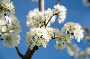 Blossoming white flowers on a tree with a clear blue sky in springtime