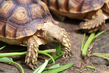 African Sulcata Tortoise Natural Habitat,Close up African spurred tortoise resting, cute animal
