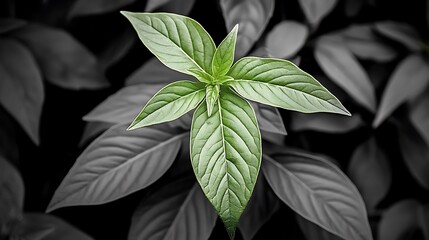 Green leaves sprout. Grey background. Symbolizes new growth, hope, resilience. Blog headers, banners, print
