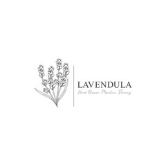 monoline vector illustration lavender flower sketch negative space.