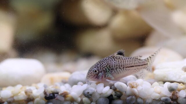 Corydoras catfish swim in a vibrant aquarium