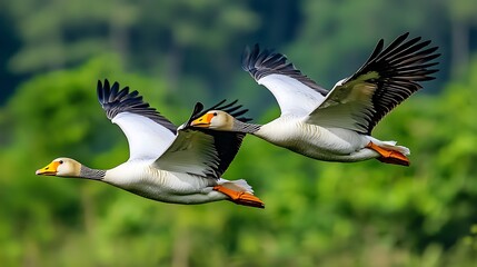 Obraz premium Pair of geese flying over lush green forest. Use for wildlife conservation/travel