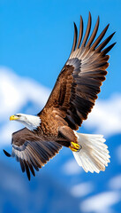Obraz premium Majestic bald eagle in flight against a vibrant blue sky. (1)