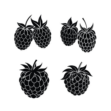Set of raspberry fruit vector illustration.