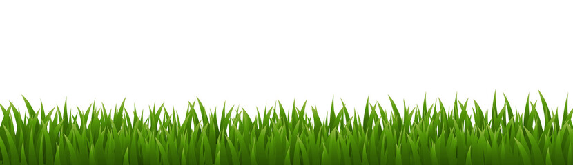 Fototapeta premium green grass background