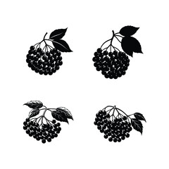 Set of elderberry fruit vector illustration.