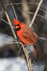 Northern cardinal on a branch in winter. Closeup