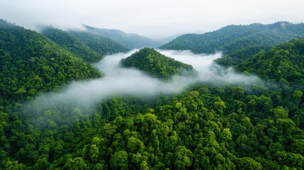 Dense forest landscape with lush green trees and natural light breaking through the canopy creating a peaceful atmosphere