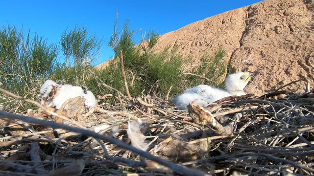 Adult of Eastern Imperial Eagle (Aquila heliaca) landing on the nest with two chicks placed on a saxaul bush, Southern Kazakhstan. Adult arriving to the nest brings a prey (Tartar sand boa).

