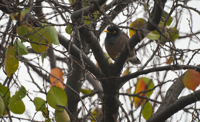 Two birds are sitting on a tree branch.