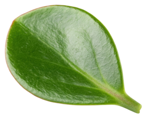 Green leaf shows vein structure on a transparent background