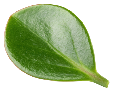 Green leaf shows vein structure on a transparent background