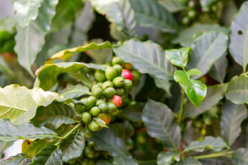 Cafezeiro carregado de café	