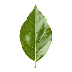 Obraz premium fresh green sage leaf isolated on transparent background.