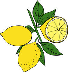 Lemons on a branch with leaves graphic line ink composition. Vector Isolated element on a white background.