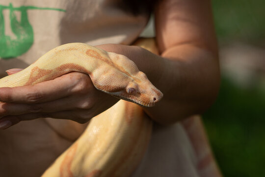 Albino boa