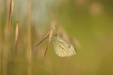 una farfalla pieris napi al tramonto