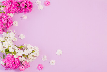 white and purple phloxes  on color paper background