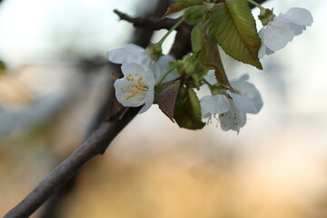 fiori di ciliegio in primavera