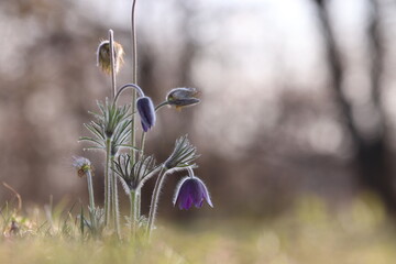 fiori di anemone pulsatilla