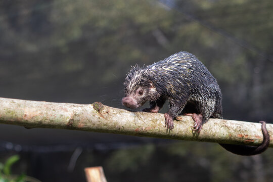Puercoesp&iacute;n on a branch