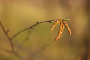 particolare di una pianta di carpino
