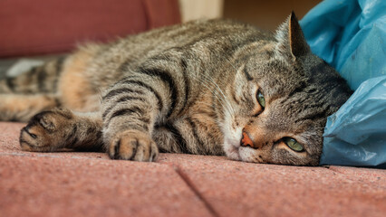 Tabby cat dozing on garbage bags