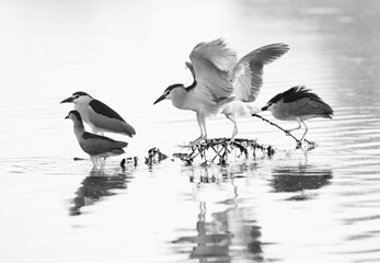 A highkey image of Black-crowned Night herons trying to settle down on bush at Tubli bay, Bahrain