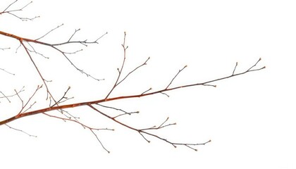 Obraz premium Delicate, bare branches isolated against a pure white backdrop, silhouette, simplicity