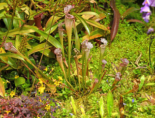 Sarracenia leucophylla, also known as crimson pitcherplant, purple trumpet-leaf or white...
