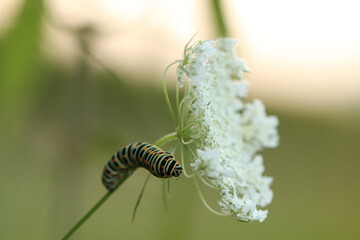 un bruco di farfalla macaone su un fiore