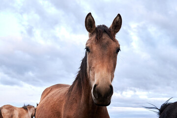 Front view of a foal in the mare paddock at an equestrian center