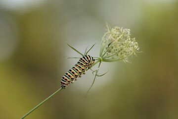 un bruco di farfalla macaone