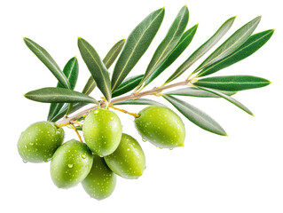 Isolated Wet Green Olives on Branch