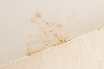 Close up of a Brown-orange mold on bathroom ceiling