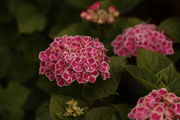 fiore di ortensia in un giardino