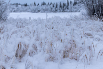 Snowy plants next to lake in Alaska
