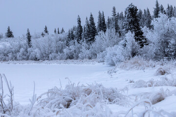 Snowy trees at the edge of a lake in Alaska.