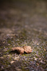 leaf on the ground