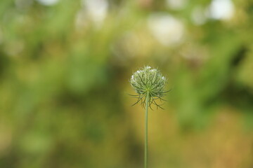 fiore di carota selvatica in estate