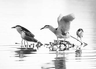 Obraz premium A highkey image of Black-crowned Night herons at Tubli bay, Bahrain