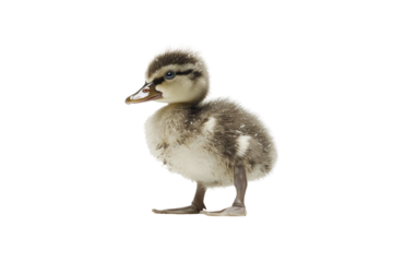 A lone duckling standing on a white surface, its head tilted to the left, looking puzzled at something just out of frame. The fluffy little creature exudes a sense of curiosity and confusion.