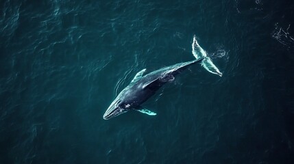 Fototapeta premium Aerial View Humpback Whale Ocean Wildlife Aquatic Nature Blue Water Marine Mammal Deep Sea Animal Photography Wildlife Conservation Oceanic Creature 