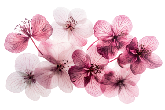 A mix of pale and deep pink flowers arranged in a harmonious composition, with subtle variations in petal shapes and sizes. The background is blurred, emphasizing the elegant softness of the flowers